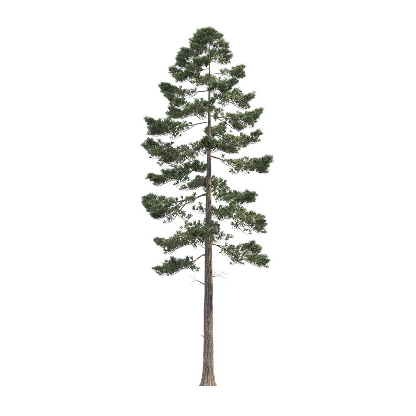 Pinus ponderosa